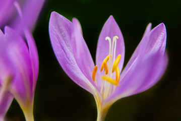 Freshly blooming autumn colchicum, photographed up close.