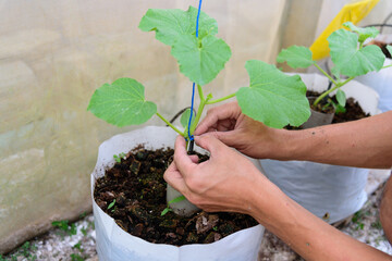 The man Wrap the rope to melon tree in garden