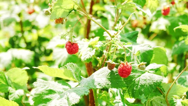 Ripe raspberries on branch ready for pick up. Raspberry with big red ripe berries in sunlight.