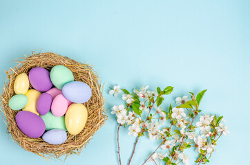 Colored Easter eggs in a nest with branches of blossoming cherry on a blue background.