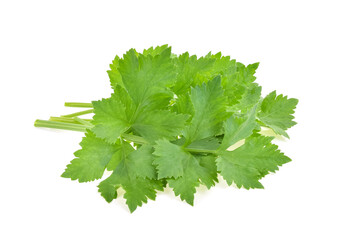 fresh coriander leaves over white background