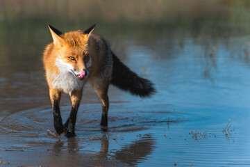 Wild fox walking in the water