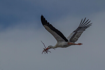 stork in flight