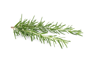 Rosemary isolated on white background