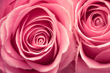 macro photo of beautiful red rose