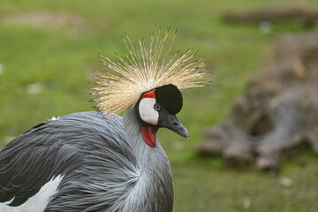 grey crowned crane