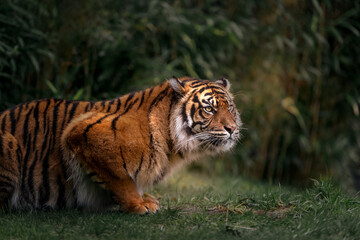 The eyes of a tiger that is hunting