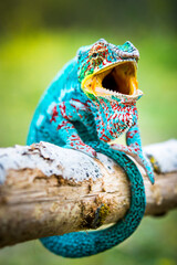 Colorful chameleon perched on a branch looking.  very colorful chameleon on top of a branch © OMP.stock