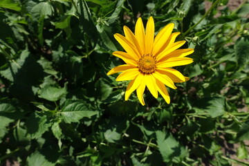 Single yellow flower of Heliopsis helianthoides in mid June
