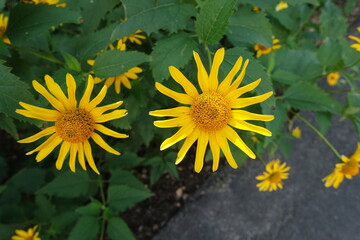Pair of yellow flowers of Heliopsis helianthoides in July