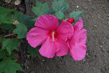 Pair of crimson flowers of Hibiscus moscheutos in August