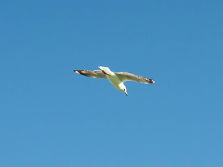 Seagulls flying in the blue sky.
