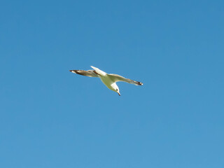 Seagulls flying in the blue sky.
