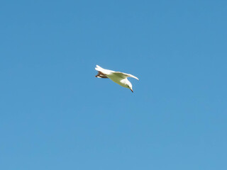 Seagulls flying in the blue sky.