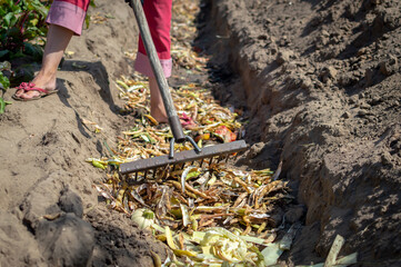 A young woman uses a garden rake to level organic waste in a compost pit in her garden. Compost pit...