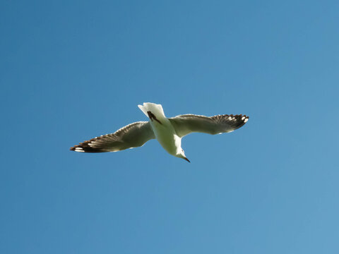 Seagulls flying in the blue sky.