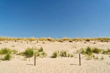 Dünen mit Schilf am Sandstrand der Ostsee