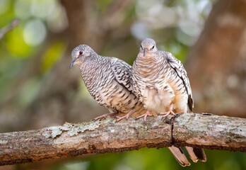 Couple of pigeons perched together on a tree branch