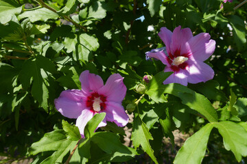 Leafage and two pink flowers of Hibiscus syriacus in July
