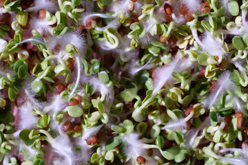 Green radish sprouts. Natural background. Healthy food. Raw food. Flat lay. Diet. View from above. Macrophotography. Spring time.