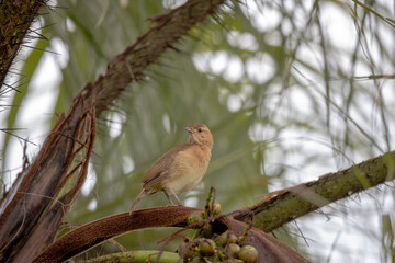 Bird perched on a palm branch