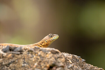 Lizard hidden behind the rocks with focus on the eye and blurred background