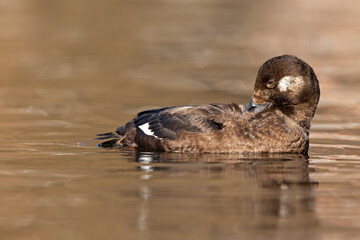 A female velvet scoter (Melanitta fusca) preening and enjoying in the warm morning sun.