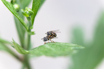 Hoverflies in the Mood on a leaf