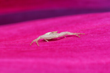white Crab Spider on pink flower