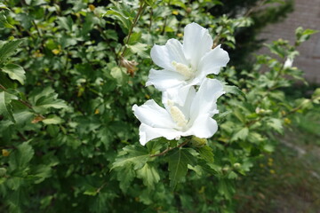 Two pure white flowers of Hibiscus, syriacus in August