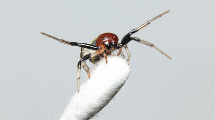 Yellow stripe Crab Spider