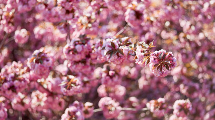 Pink cherry blossom on the cherry tree as a background