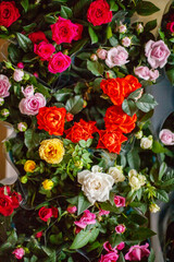 Close-up of blooming colorful bright roses.Colorful background of roses. Flower background, flowers, spring. Valentine's Day, Women's Day, Mother's Day