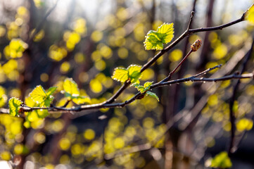 Branch of tree with light green little leaves on the tender blurred background. Bottom view. Season early spring