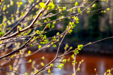 Branch of tree with light green little leaves on the tender blurred background. Bottom view. Season early spring