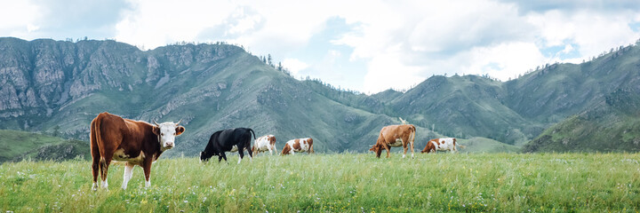 Fototapeta na wymiar Panoramic view of natural pasture of cows on green meadows in mountains. Banner