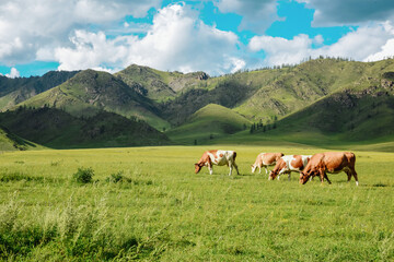 Fototapeta na wymiar Panorama of grazing cows in the mountains in the meadows, beautiful landscape of the pasture landscape with cows in the mountains