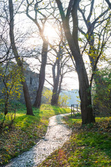 Obraz premium Pathway between tress at the sunset