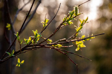 Branch of tree with light green little leaves on the tender blurred background. Bottom view. Season early spring
