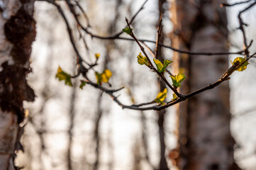 Branch of tree with light green little leaves on the tender blurred background. Bottom view. Season early spring