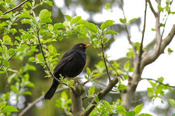 Common blackbird standing on a branch