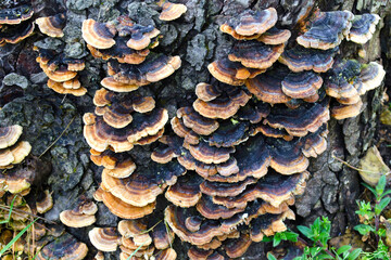 Reishi fungus on a trunk in autumn