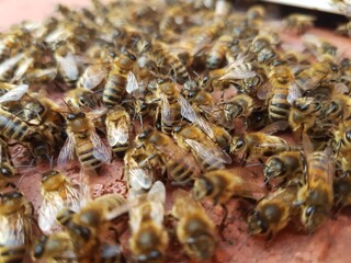 Bees at their hive