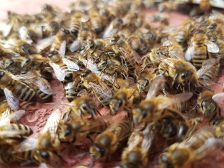 Bees outside their hive