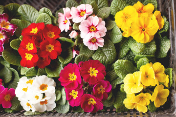 Multicolored garden primrose flowers, top view. Spring background, flower background, spring flowers