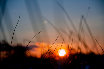 Beautiful sunset between plants. © Szymon