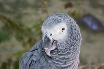 Obraz premium African birds, the Jaco parrot, known as the Congo gray parrot or African gray parrot