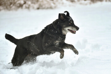 Black happy dog running in the snow
