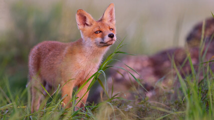 Cute young fox cub near the burrow. Vulpes vulpes