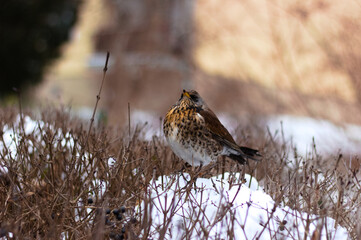 Bird, Thrush perched on a branch in winter.